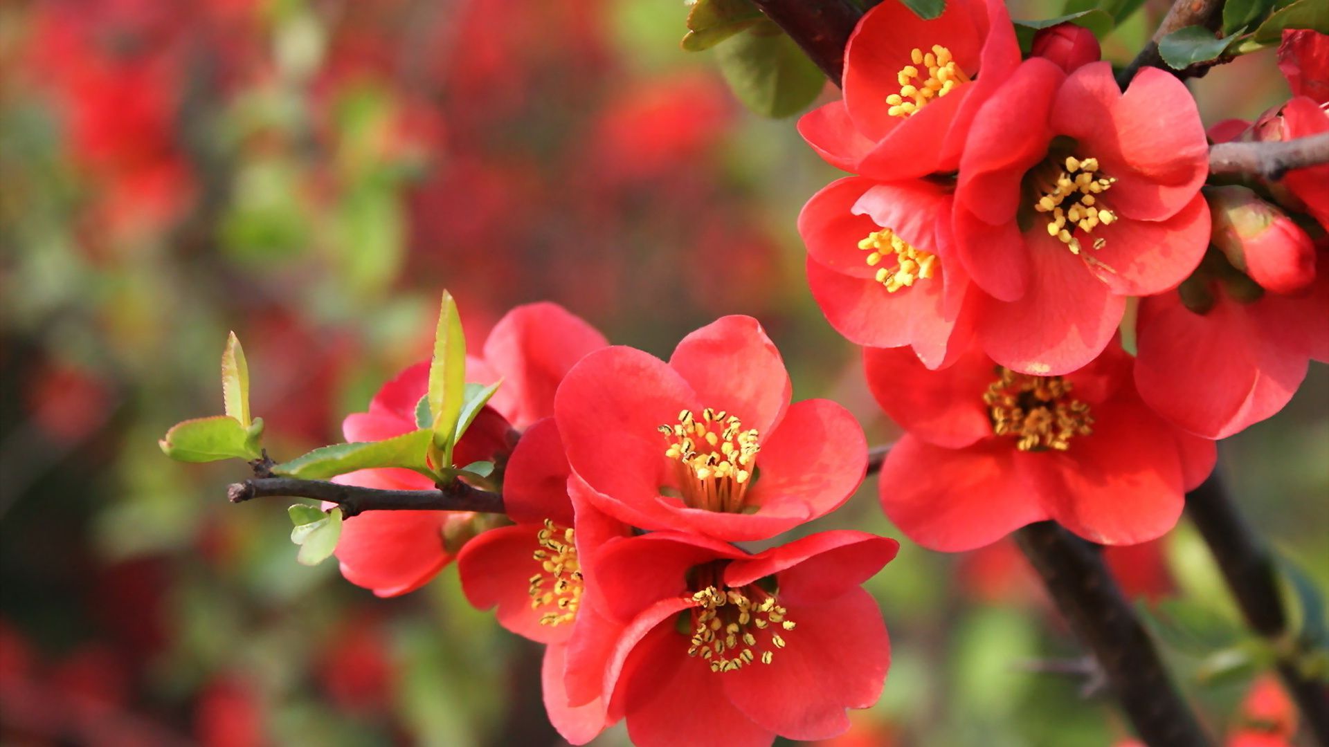 bright-red-blossoms-41437.jpg